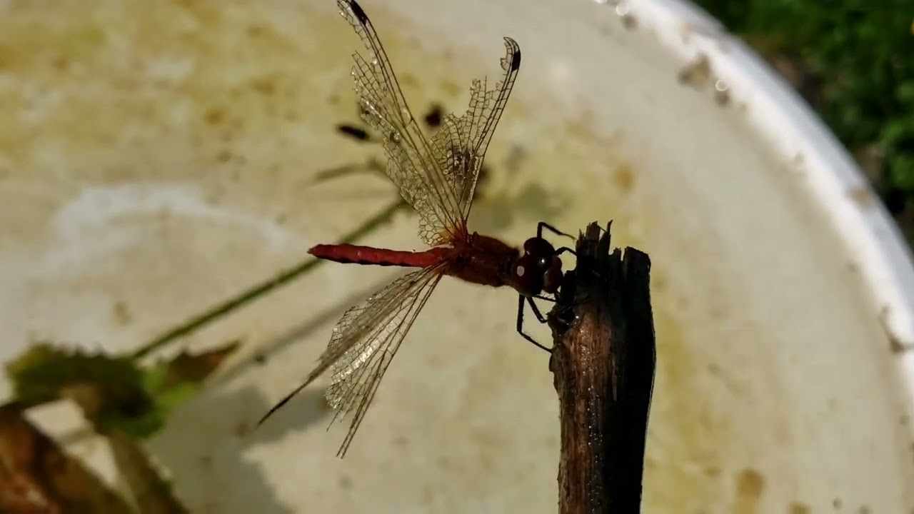 Drowning Dragonfly Saved YouTube