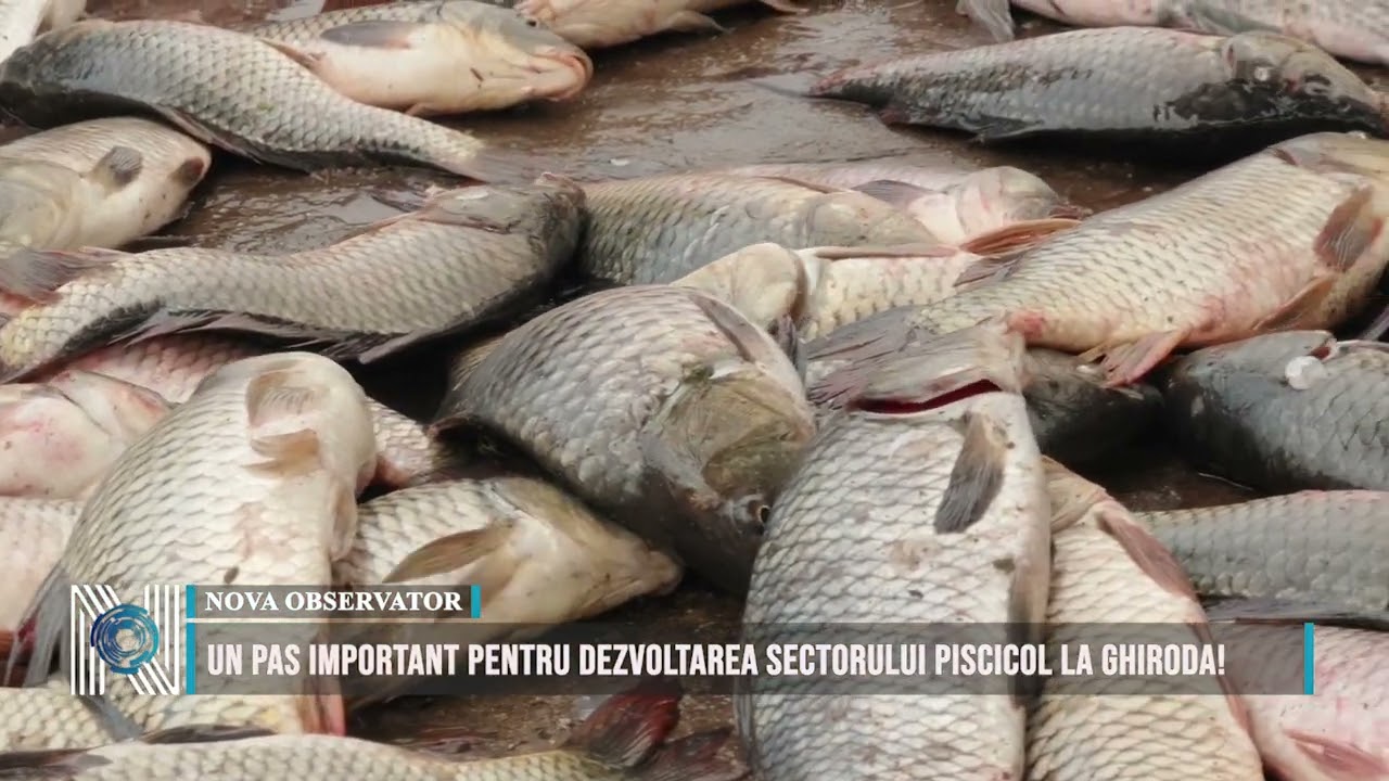 Un pas important pentru dezvoltarea sectorului piscicol la Ghiroda!
