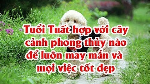 Tuổi nhâm tuất hợp với cây cảnh nào năm 2024