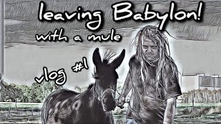 LEAVING BABYLON!with a mule...(vlog1) a quest, in search of a sustainable world