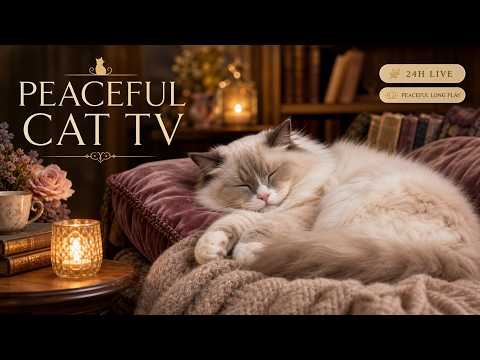 ???? 24 HOURS Peaceful Cat TV LIVE | Calming Music for Comfort & Deep Sleep