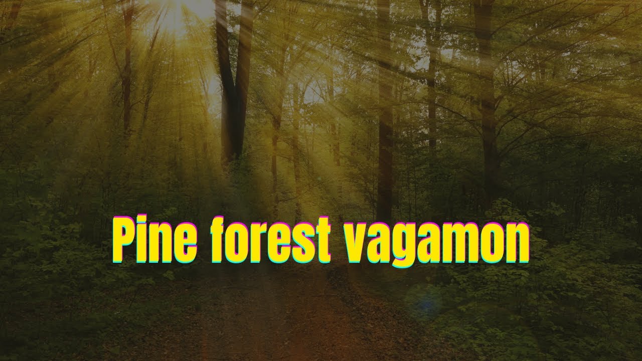 Pine forest vagamon