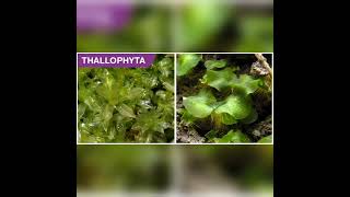 THALLOPHYTES