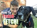 Everything YOU NEED to KNOW to TEACH your DOG a PERFECT FETCH!