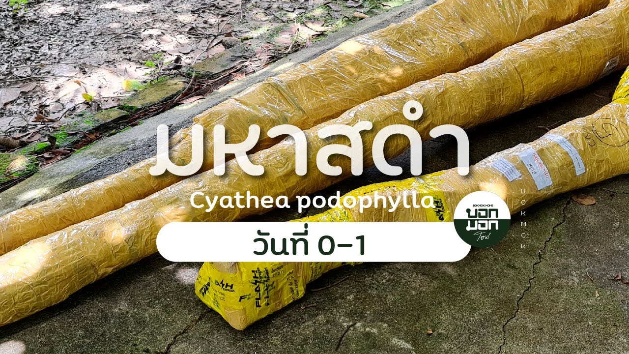 First time Tree fern (Cyathea pidophylla) / เฟิร์นมหาสดำ จากสาวใต้กลับใจเป็นสาวเหนือ