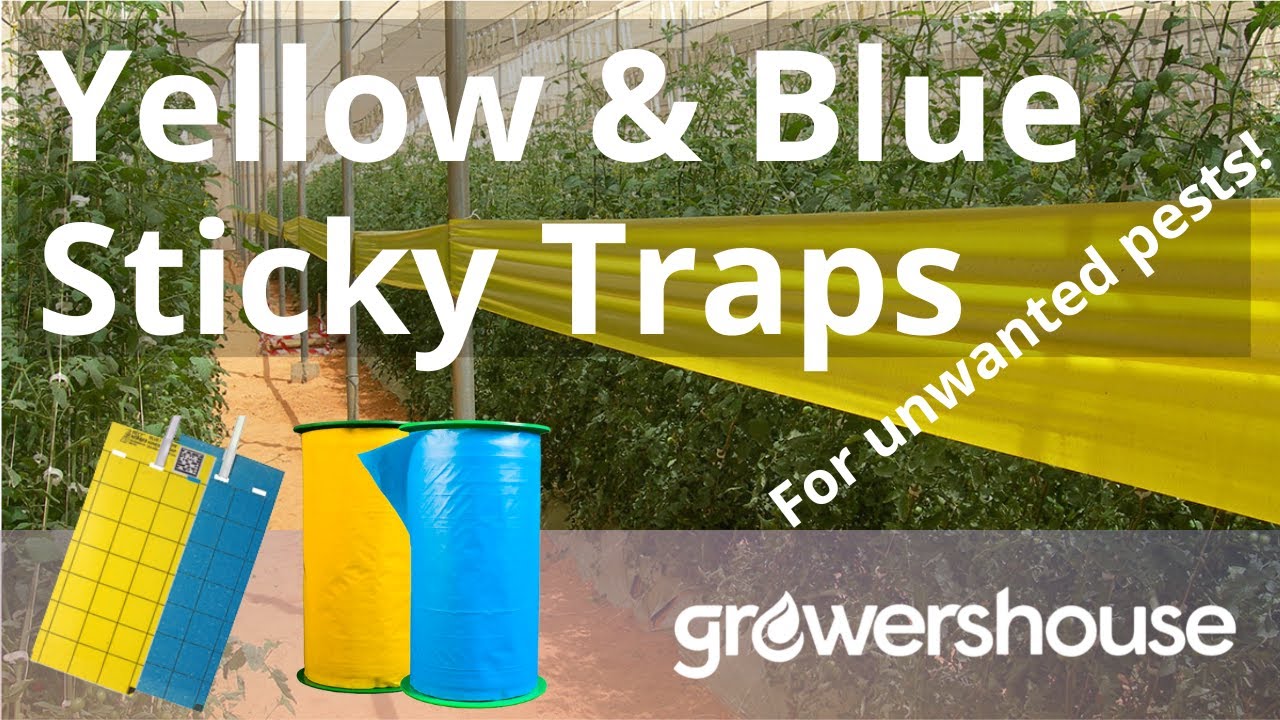 Sticky Traps for Indoor & Greenhouse Insect Monitoring