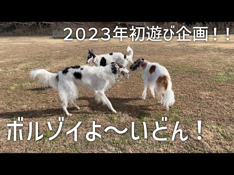 【ボルゾイよ〜いどん！】２０２３年初遊び！ボルゾイ１５頭と彼らの大切な家族が集まりました！