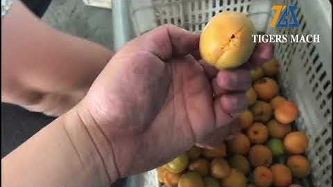 Apricot core removing and apricot seed pitting machine