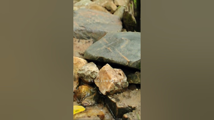 ഈ പ്ലാവിന്റെ കുറ്റിയിൽ നിന്നുള്ള വെള്ളമാണ്, കൊടും വേനലിലും ഒരു നാടിന്റെ ദാഹമകറ്റുന്നത് #wayanad