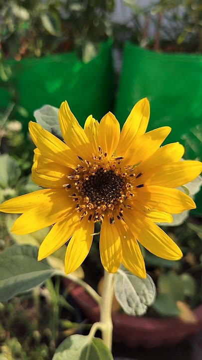 Sunflower Blooming🌻#sunflower #blooming #flowers
