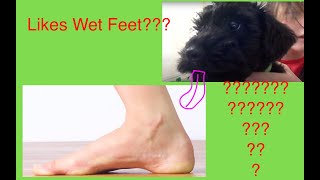 My dog likes to lick wet feet