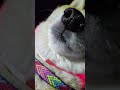 夜中にチッコに行き帰りは飼い主をタクシー代わりにご帰宅する柴犬