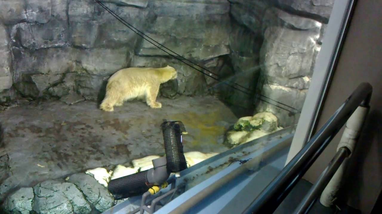 横浜 八景島シーパラダイス シロクマは檻に帰りたい その2 Yokohama Hakkeijima Sea Paradise Polar Bear Part2 Youtube 横浜 八景島シーパラダイス シロクマは檻に帰りたい その2 Yokohama Hakkeijima Sea Paradise Polar Bear Part2 Youtube