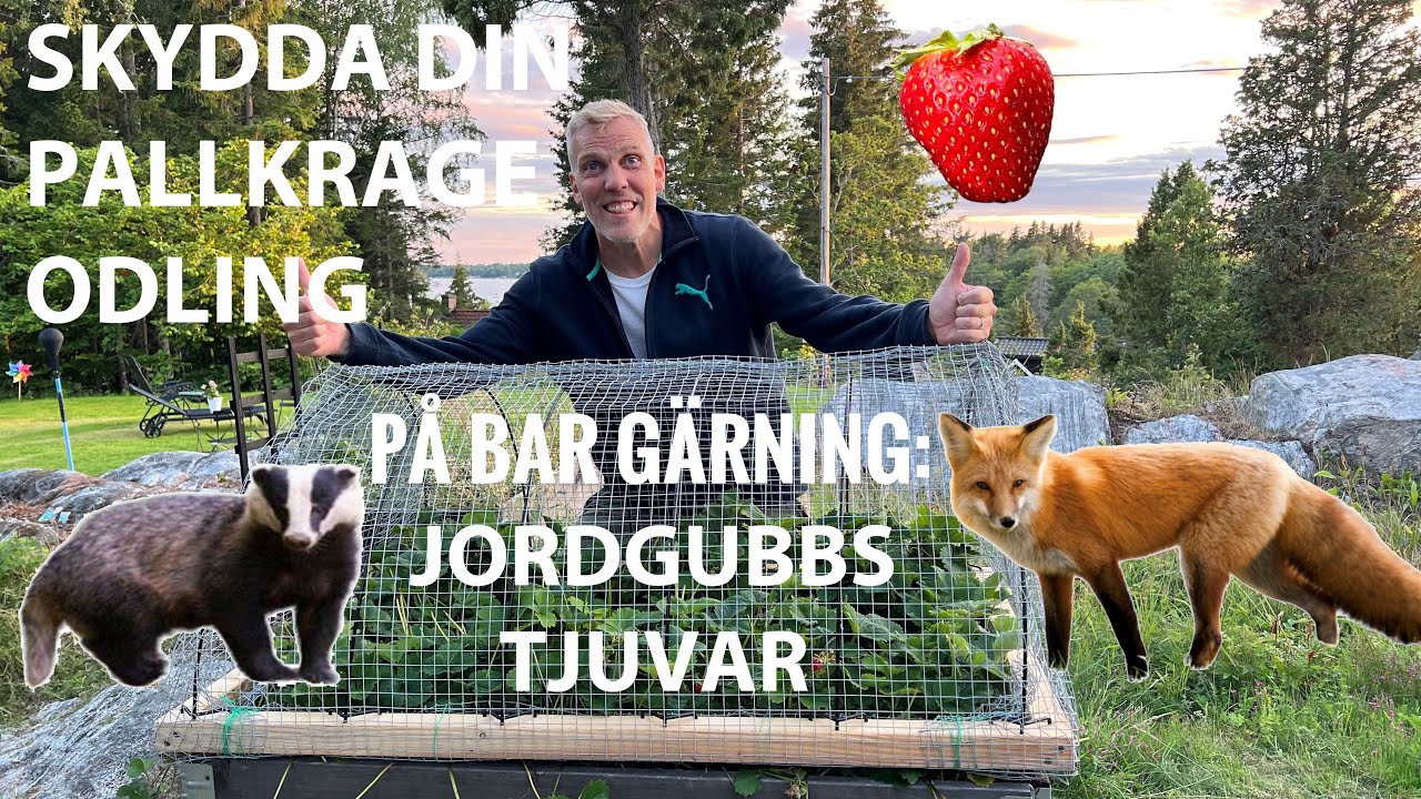 Skydda din pallkrage odling mot räv, grävling, hare, rådjur, fåglar och sniglar.  Skydda odlingslåda