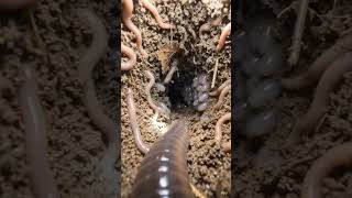 Viral Micro Camera Mount Animal Video|Tiny Animal Bodycom   Earthworm Ai Video #videocamera