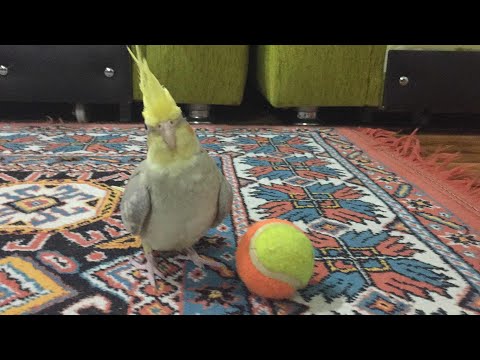 Video: Papağanla Nasıl Oynanır