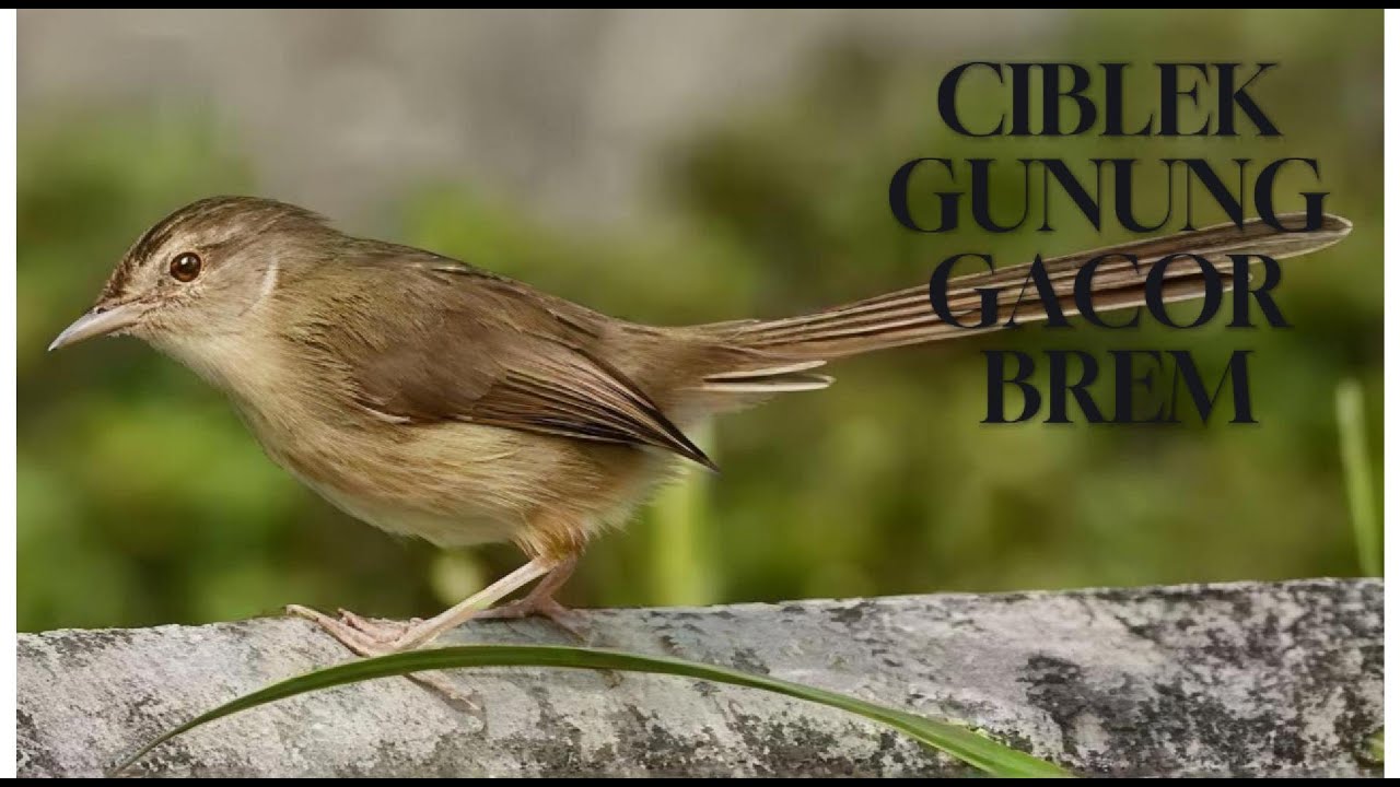 MASTERAN CIBLEK GUNUNG PANJNAG JEDA