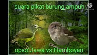 suara pikat burung opior Jawa vs Flamboyan ampuh