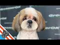 Elegant shih tzu makeover  serene grooming process beautiful results