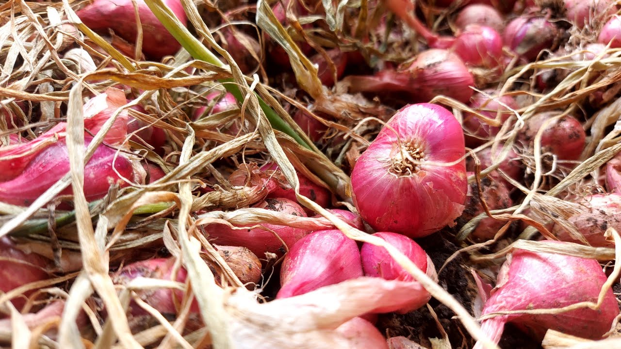 proses penjemuran bawang merah 'mulai naik