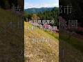 岐阜県恵那市の桃源郷・木根しだれ桃園。山あいをうめつくす赤白ピンク色の見事な満開ハナモモの木々　#shorts