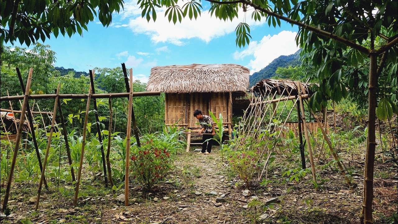 Harvesting Sweet Corn Go To Market Sell, Forest Fruit, Wild Banana