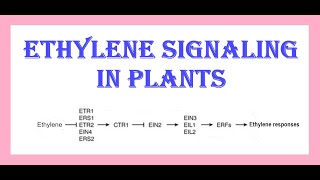 Ethylene Signaling in Plants
