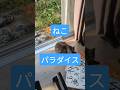 朝 ねこパラダイス 野良猫 #cute #cat #ねこ#子猫#子猫