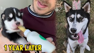 Reunited With Husky Puppies 1 Year Later