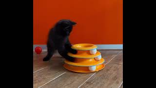 Cute black kitten playing with interactive toy @petitesiberians6389