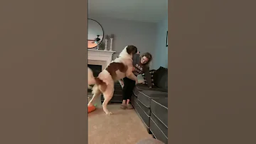 Saint Bernard Trying To Dominate His Mama Shorts Funnyshorts Funnydogvideo Dogs 