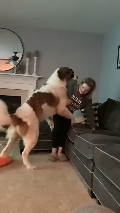 Saint Bernard trying to dominate his mama. 😲 #shorts #funnyshorts #funnydogvideo #dogs.