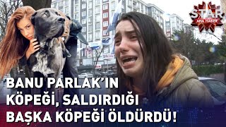 Banu Parlakın Köpeği Saldırdığı Başka Bir Köpeği Öldürdü Star Ana Haber