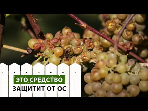 ЭТО средство защитит от ос на участке