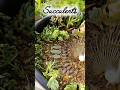 മരുഭൂമിയിൽ നിന്നുള്ള Succulent #gardenlovers #succulent