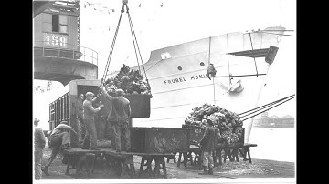 How the port of Antwerp became the biggest banana port in Europe