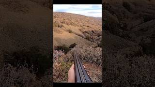 Выстрел кролика на дальние дистанции – Perfect M#охота #rabbithunting#chasse