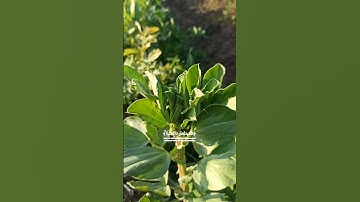 القارئ اسلام صبحي حالات واتس اب دينية
