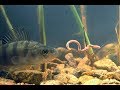 كيف تأكل الأسماك الطعم تحت الماء how fish eats bait under water