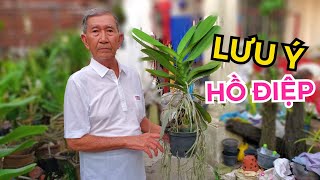 HÈ 2020: THẦY TÁM HƯỚNG DẪN TRỒNG HỒ ĐIỆP, RỄ DÀI HƠN 1M | #HOALANDUYPHONG