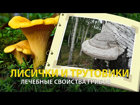 ЛЕЧЕБНЫЕ СВОЙСТВА ГРИБОВ. ГРИБ ЛИСИЧКА И ГРИБ ТРУТОВИК