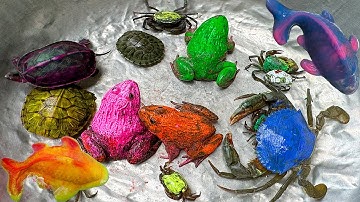 Kem Ốc và cua Chanel lái công nông đuổi theo con cua, cua xanh, rùa màu sắc, con ếch, quái vật, cá.