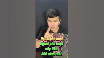 Người đàn ông dám phá hoại cây dầu 300 năm tuổi tạiAn Giang #shorts