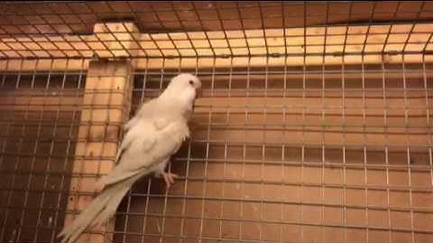 Quaker parrot mutations