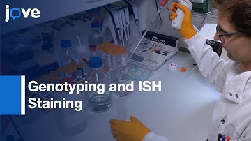 Genotyping and ISH Staining in Zebrafish | Protocol Preview