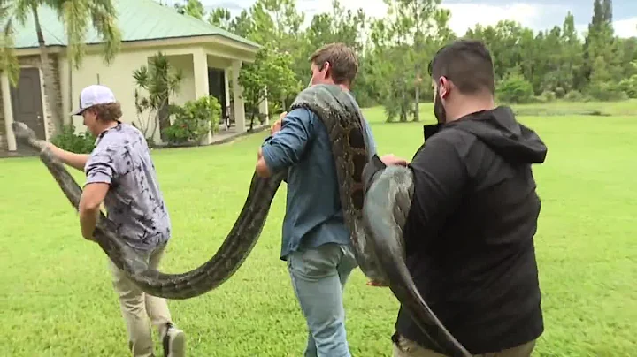 A man from Naples has captured the longest Burmese python to date in Florida