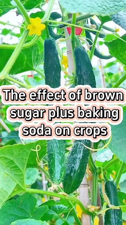 Using brown sugar and baking soda in agriculture #garden #gardendelight #gardenanswer #gardenwise