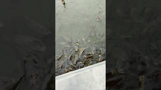 Huge Carp Under The Dock #kansas #fishing #carp #marina
