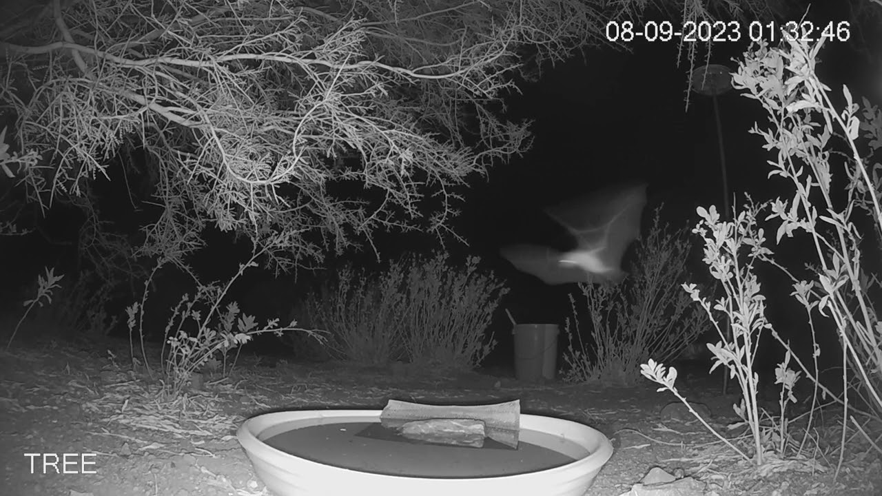 First Lesser Long Nosed Bat of '23