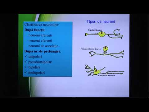 Pregatire de BAC la Biologie Lecția 10: Anatomia și fiziologia omului. Sistemul nervos uman.